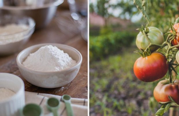 Не лише для випічки: 7 способів використати кукурудзяний крохмаль на городі