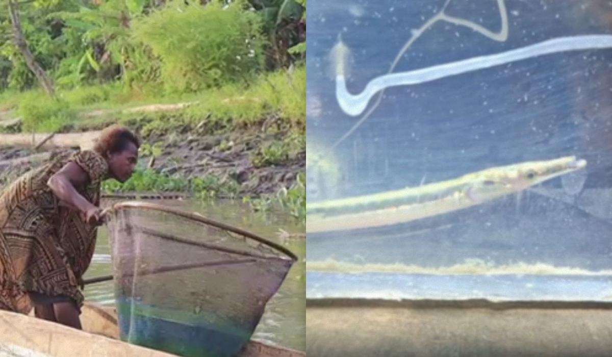 У Папуа-Новій Гвінеї виловили рибу, яку вчені не бачили вже понад 40 років
