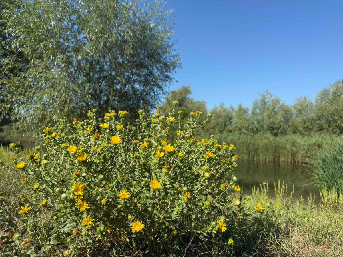 Нібито з'явиться казковий персонаж: дослідники показали, як виглядає Дністер на Одещині Нібито з'явиться казковий персонаж: дослідники показали, як виглядає Дністер на Одещині