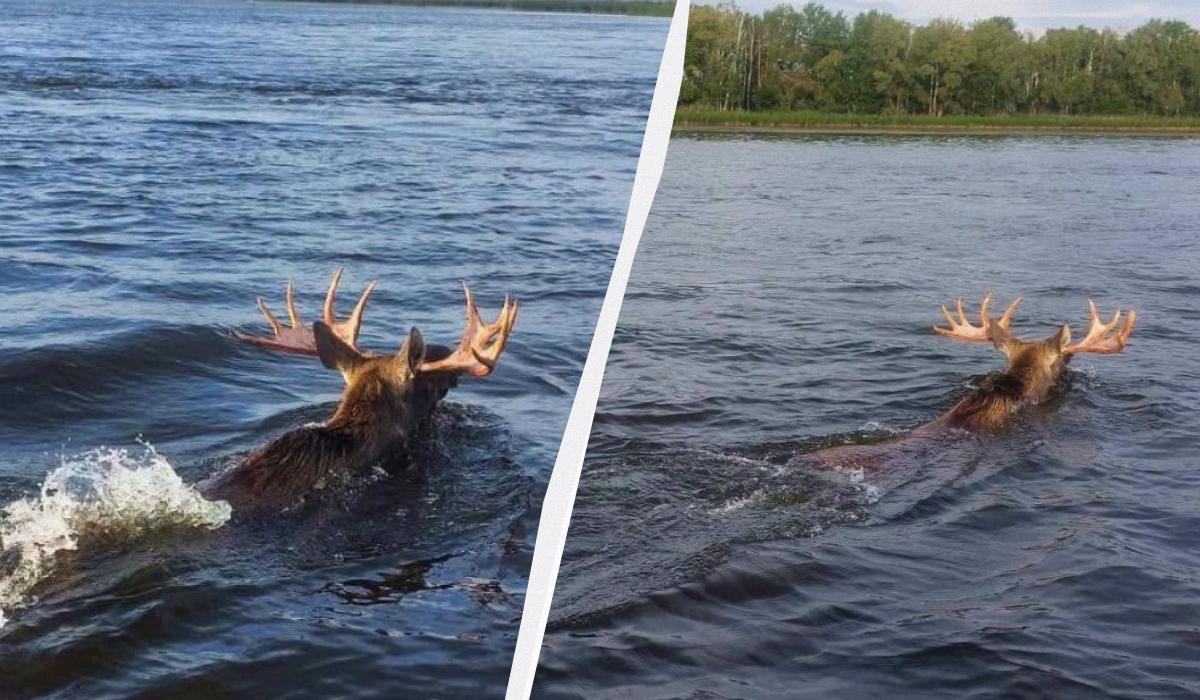 В Чернобыльской зоне заметили переплывающего Припять лося (фото) В Чернобыльской зоне заметили переплывающего Припять лося (фото)