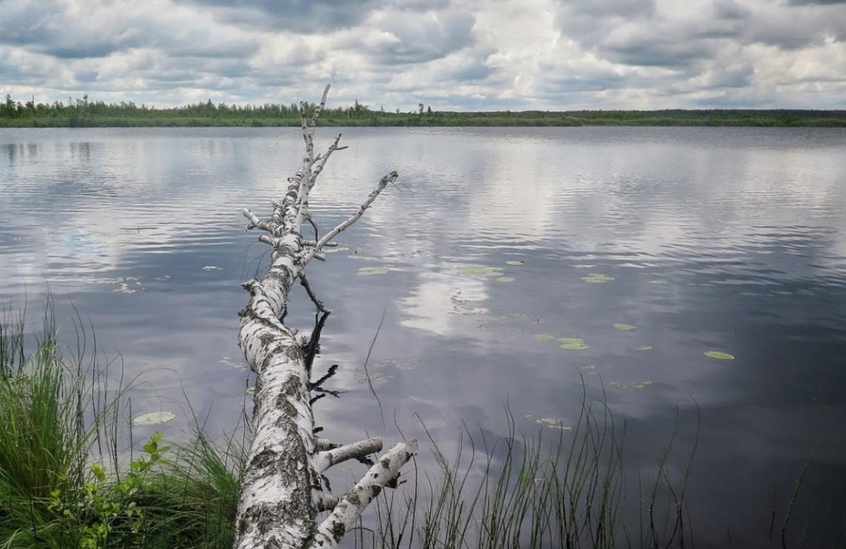 Темна вода та прадавні болота: на Волині заховалося озеро віком 8 тисяч років
