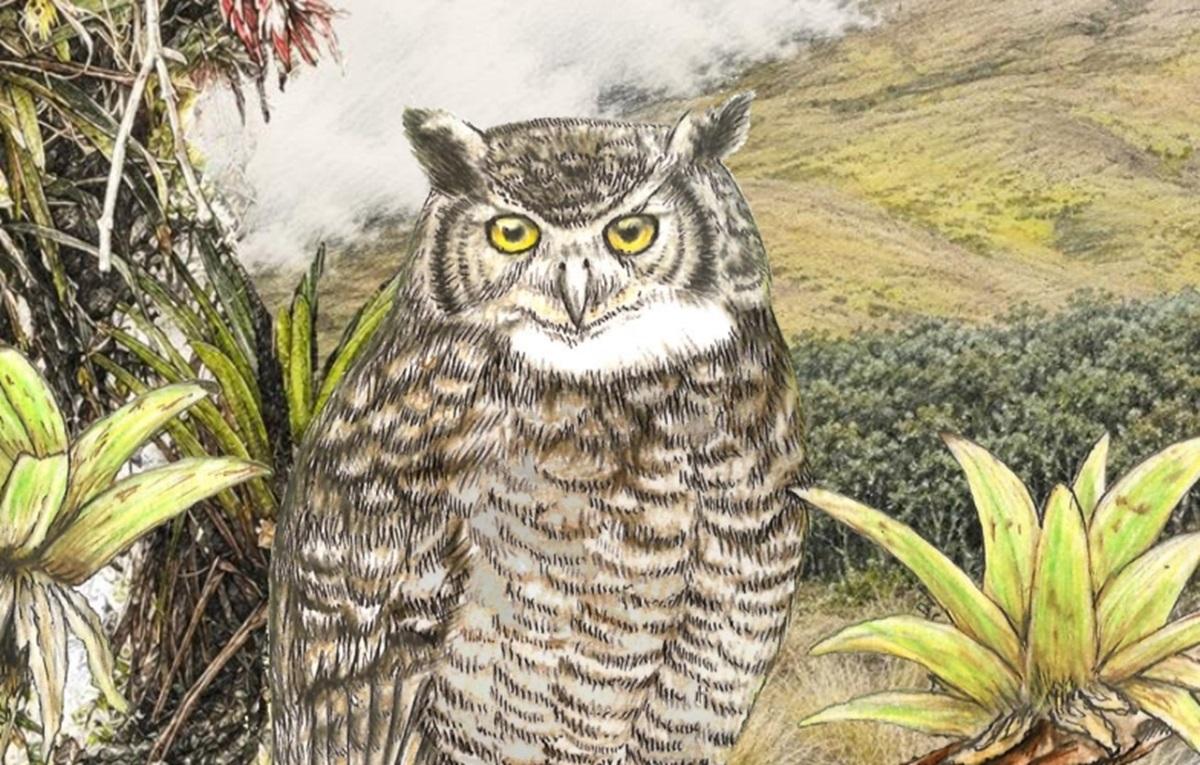 У Перу вчені виявили новий вид сови