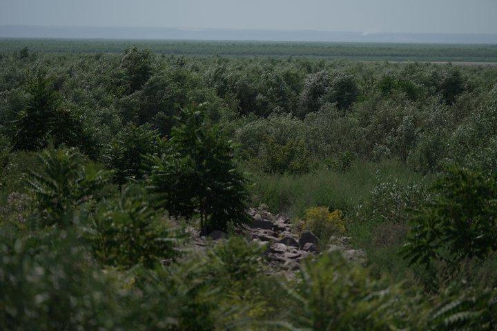 Великий Луг оживает после подрыва Каховской ГЭС: деревья выросли до 10 метров