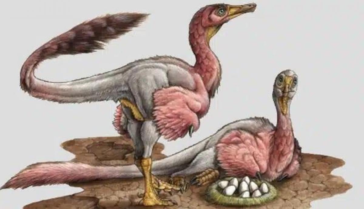 The eggs belong to the bird-like dinosaur Bonapartenykus ultimus. Photo: Gabriel Lio