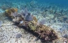 Водолази "пройшли" 200-метровим слідом покинутих гармат на морському дні: що вони знайшли