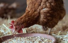 Куры несут много яиц с прочной скорлупой: какие кухонные отходы всыпать в корм