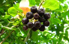 На Полесье созревает редкая чёрная ягода с необычным вкусом