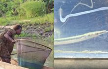 В Папуа-Новой Гвинее поймали рыбу, которую ученые не видели уже более 40 лет