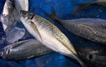 Учені дослідили тунець і виявили, що 96% риби заражені
