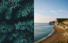 В 2013 году на пляже закопали старые елки: спустя 13 лет идея превзошла ожидания