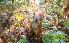 7 сентября в Киеве будет свежо, но впереди потепление