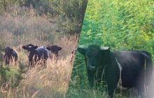 Загадочно исчез Рябко: в одичавшем стаде коров возле Чернобыля произошли неожиданные изменения