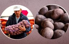 Когда выгоднее покупать картофель на зиму и какие сорта долежат до весны: советы экспертов