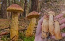 На Волыни обнаружили необычный гриб из Северной Америки: как он мог попасть в Украину