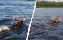 В Чернобыльской зоне заметили переплывающего Припять лося (фото)