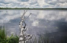 Темная вода и древние болота: на Волыни скрывается озеро возрастом 8 тысяч лет