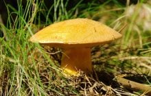 Этот гриб похож на белый, но от прикосновения мгновенно синеет: можно ли его есть