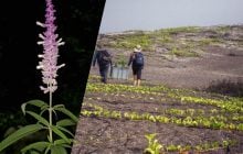 На всю планету 6 кустов: ученые спасли исчезающий цветок на Галапагосах