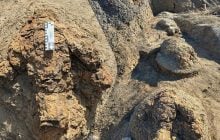 Вчені знайшли перший слід дорослого тиранозавра: він залишився 66 мільйонів років тому