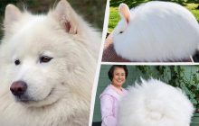 Виглядають як клубок вовни: ТОП-12 найпухнастіших тварин на планеті