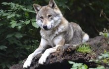 Волки помогают чернике процветать в лесах: ученые удивили новым открытием