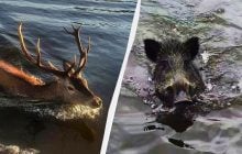 Вблизи ЧАЭС зафиксировали кабана и оленей, переплывающих Припять (фото)