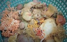 Жизнь в глубинах океана: ученые открыли у берегов Аляски 9 новых видов животных