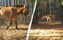 Біля Чорнобиля помітили рідкісних коней: кумедні кадри