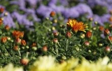 Синоптикиня Діденко назвала області, де 16 вересня розігріє аж до +26°