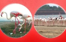Фламінго щороку повертаються на Одещину, але обстріли змушують їх кидати гнізда, - еколог