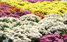 Хризантеми будуть цвісти пишніше: що потрібно зробити з ними у вересні