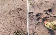 Біля Чорнобиля "засвітився" один з найбільших наземних хижаків у світі (відео)
