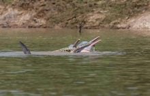 Анаконда опинилася в пащі дельфіна: вчені розгадують дивну поведінку тварин