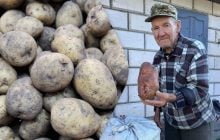 Картопля-гігант: на Волині господар викопав бульбу вагою понад 1,2 кг
