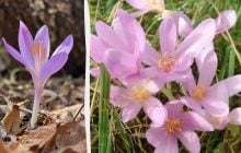 У Карпатах розквітла гарна, але смертельно небезпечна рідкісна квітка