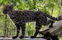 Учёные открыли новый вид из семейства кошачьих впервые за столетие