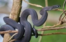 Їсть лише яйця: в Ефіопії знайшли новий вид унікальної змії