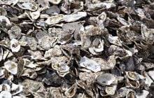 З 2007 року в море скинули 500 тисяч тонн мушель: у воді почалися дивовижні зміни