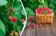 Делаю это с малиной каждую осень: в следующем сезоне ветви ломятся от ягод