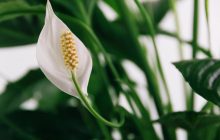 Что делать со спатифиллумом в сентябре: важные моменты, которые легко упустить