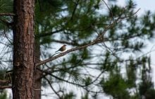 Почему птицы не падают с веток во время сна: объяснение ученых