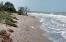 Азовское море стало рекордно соленым: какие виды рыбы начали с него исчезать