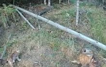 Неожиданные гости: в Закарпатье заметили сразу нескольких редких хищников (фото)