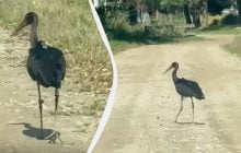 Загадочная птица с "рюкзаком": во Львовской области заметили чёрного аиста с трекером