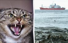 Пять кошек захватили остров возле Антарктиды: война с ними длилась более 40 лет