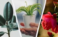 Создают проблемы: эксперты назвали 7 комнатных растений, которые не стоит выращивать дома