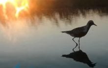 На Одещине заметили птицу, из-за которой была создана Книга рекордов Гиннеса (видео)
