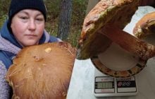 Жительница Волыни нашла десять грибов-гигантов, один из "трофеев" весил более килограмма