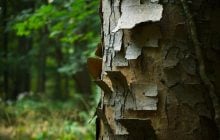 Кора на дереві почала лущитися: експерти пояснили, коли варто хвилюватися