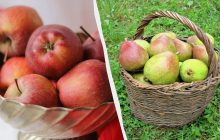 Яблука чи груші: який фрукт краще для рівня цукру в крові